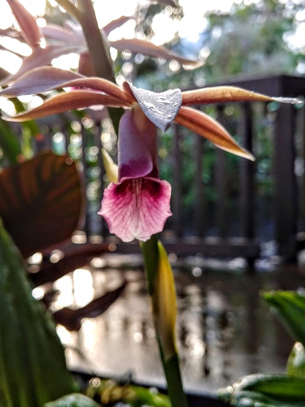 Photo of Nun's Cap Orchid (Calanthe tankervilleae) uploaded by Revhort