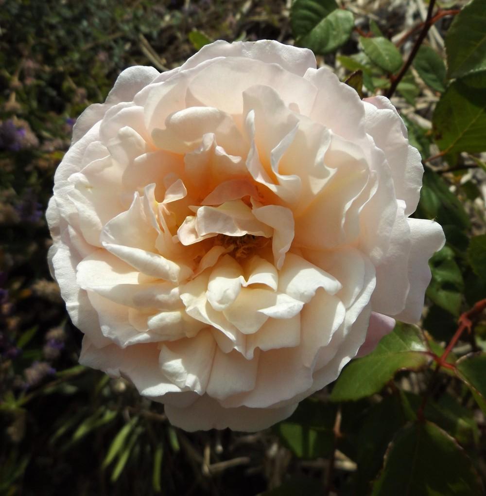 Photo of Rose (Rosa 'Gruss an Aachen') uploaded by LolaTasmania
