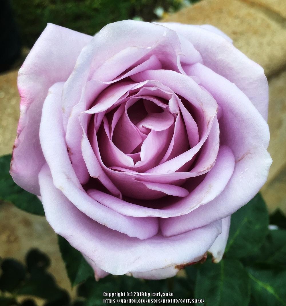 Photo of Rose (Rosa 'Blue Moon') uploaded by carlysuko
