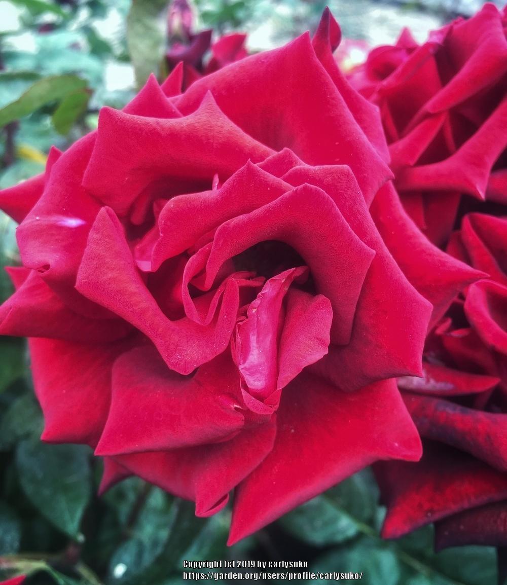 Photo of Rose (Rosa 'Black Baccara') uploaded by carlysuko