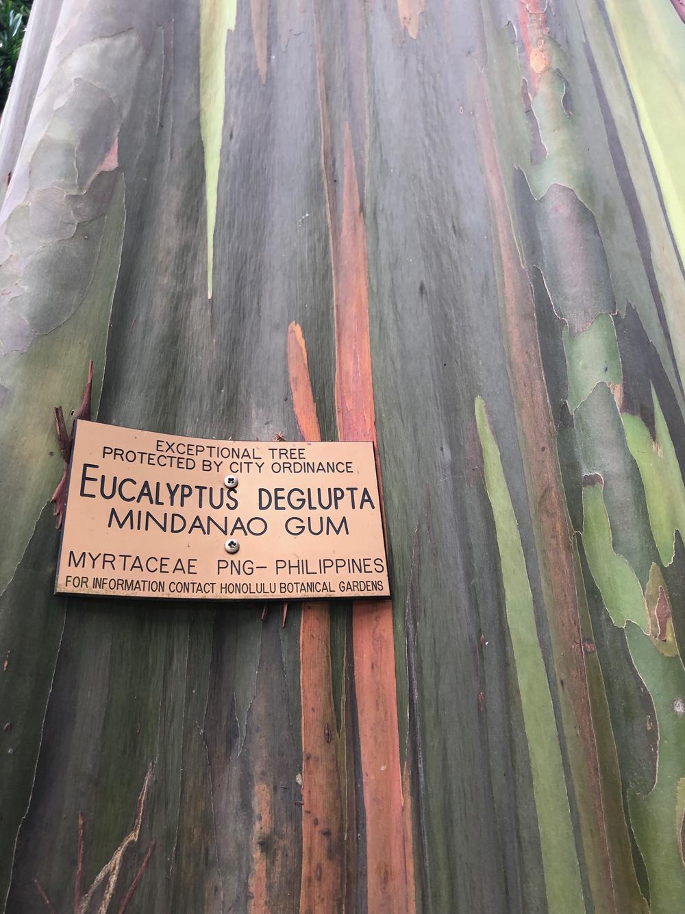 Photo of Rainbow Eucalyptus (Eucalyptus deglupta) uploaded by AnnKNCalif