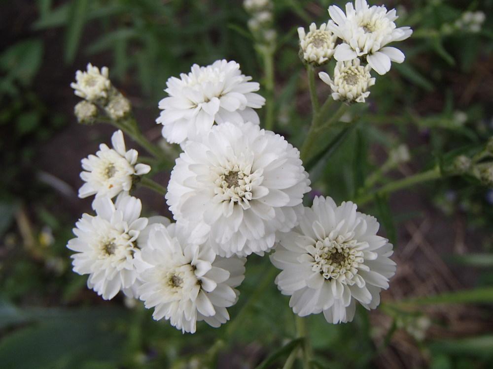 Photo of Yarrow (Achillea ptarmica 'The Pearl') uploaded by androchore