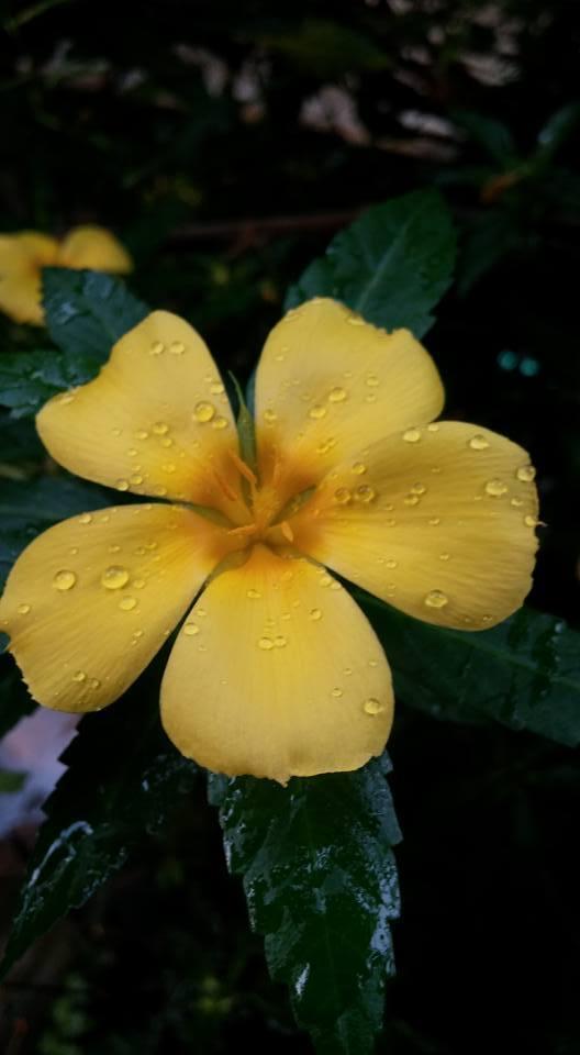Photo of Yellow Alder (Turnera ulmifolia) uploaded by Revhort