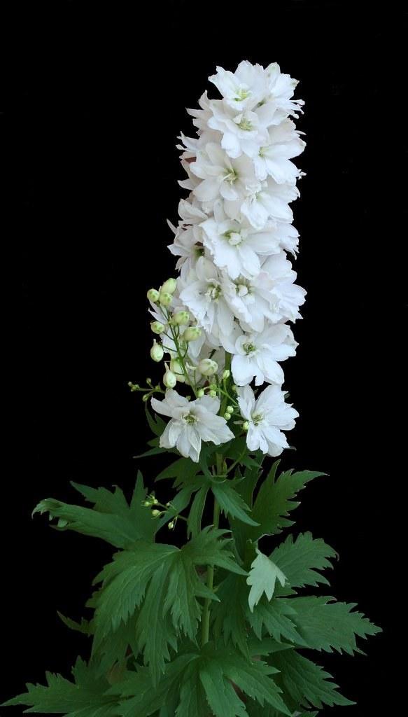 Photo of Delphiniums (Delphinium) uploaded by dtaylor14213