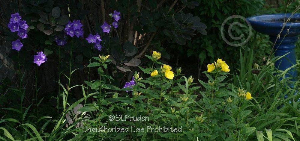 Photo of Sundrops (Oenothera tetragona) uploaded by DaylilySLP