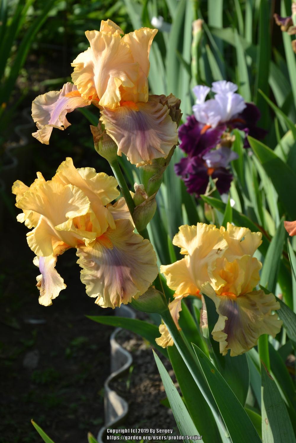 Photo of Tall Bearded Iris (Iris 'Chinook Arch') uploaded by Serjio