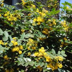 Location: Wayne, Pennsylvania
Date: 2012-04-07
yellow flowers and spring foliage