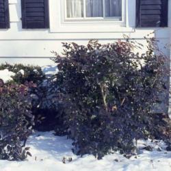 Location: Glen Ellyn, Illinois
Date: winter in 1980's
two plants with winter purplish color