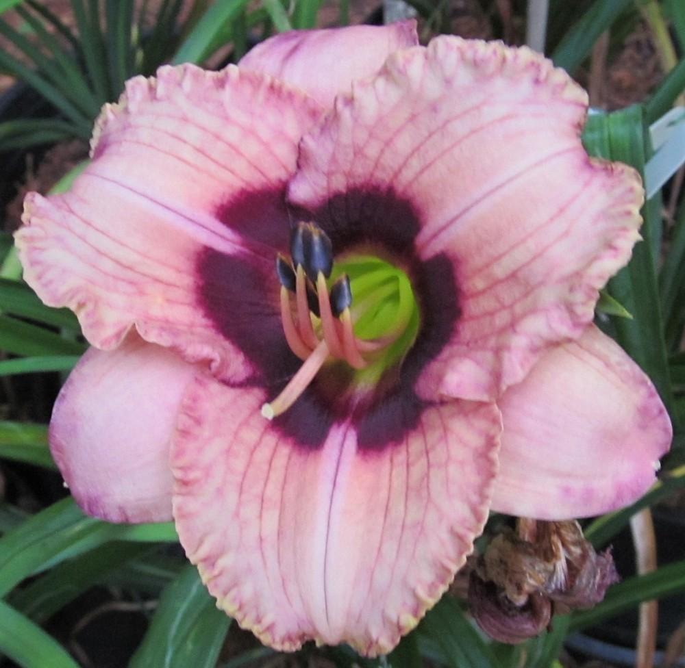 Photo of Daylily (Hemerocallis 'Orchid Candy') uploaded by Sscape