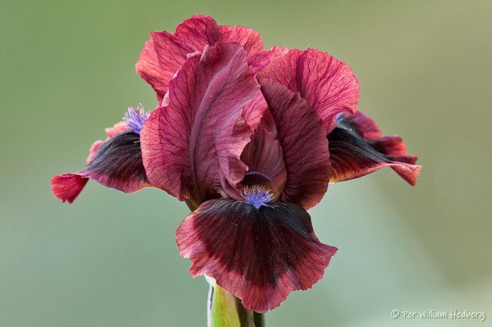 Photo of Standard Dwarf Bearded Iris (Iris 'Cat's Eye') uploaded by William