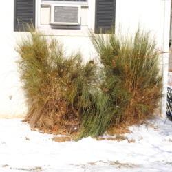 Location: Downingtown, Pennsylvania
Date: 2014-01-29
two plants in winter