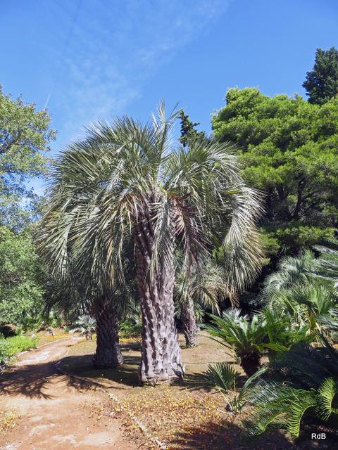 Photo of Pindo Palm (Butia capitata) uploaded by RuuddeBlock