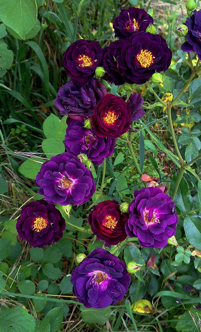 Photo of Rose (Rosa 'Midnight Blue') uploaded by manueldalmeida