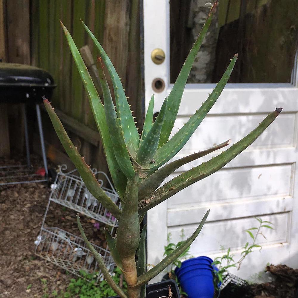 Photo of Aloe 'California' uploaded by Djinnrickey