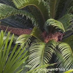 Location: US National Arboretum, Washington DC
Date: 2015-02-28
Sago Palm (Cycas revoluta)