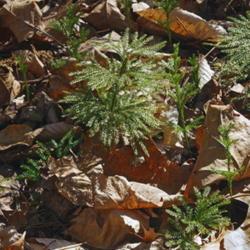 Location: Falls Church, Virginia
Date: 2017-02-23
Flat-branched tree clubmoss (Dendrolycopodium obscurum)