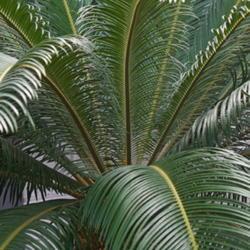 Location: US National Arboretum, Washington DC
Date: 2017-11-11
Sago Palm