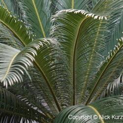 Location: US National Arboretum, Washington DC
Date: 2017-11-11
Sago Palm (Cycas revoluta)