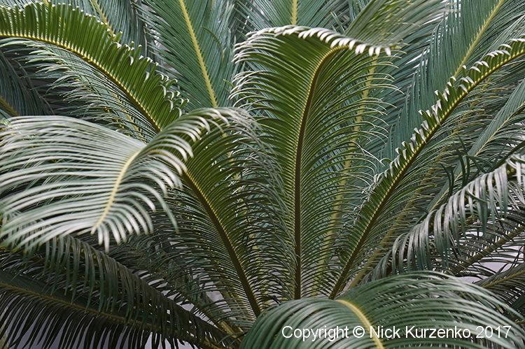 Photo of Sago Palm (Cycas revoluta) uploaded by Nick_Kurzenko