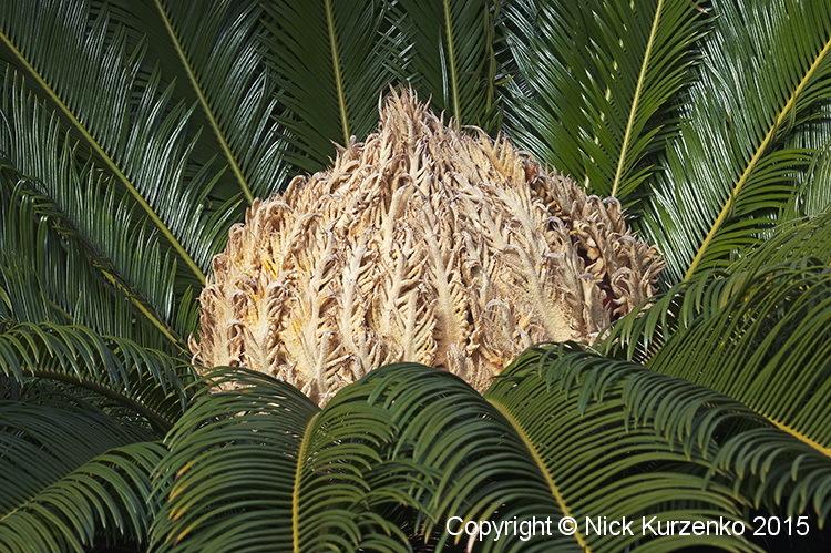 Photo of Sago Palm (Cycas revoluta) uploaded by Nick_Kurzenko