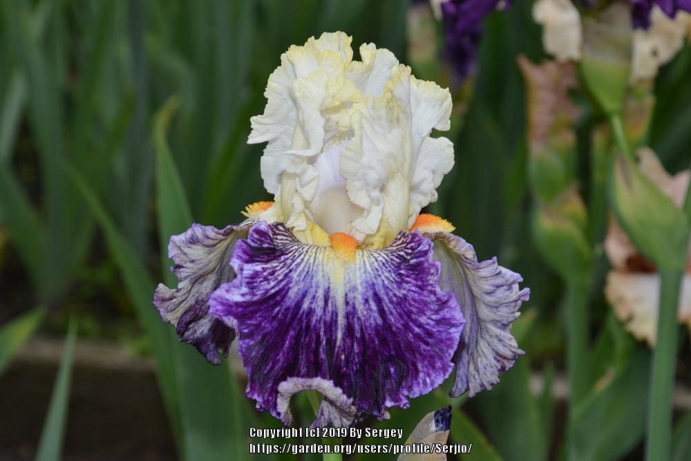 Photo of Tall Bearded Iris (Iris 'Comedy') uploaded by Serjio