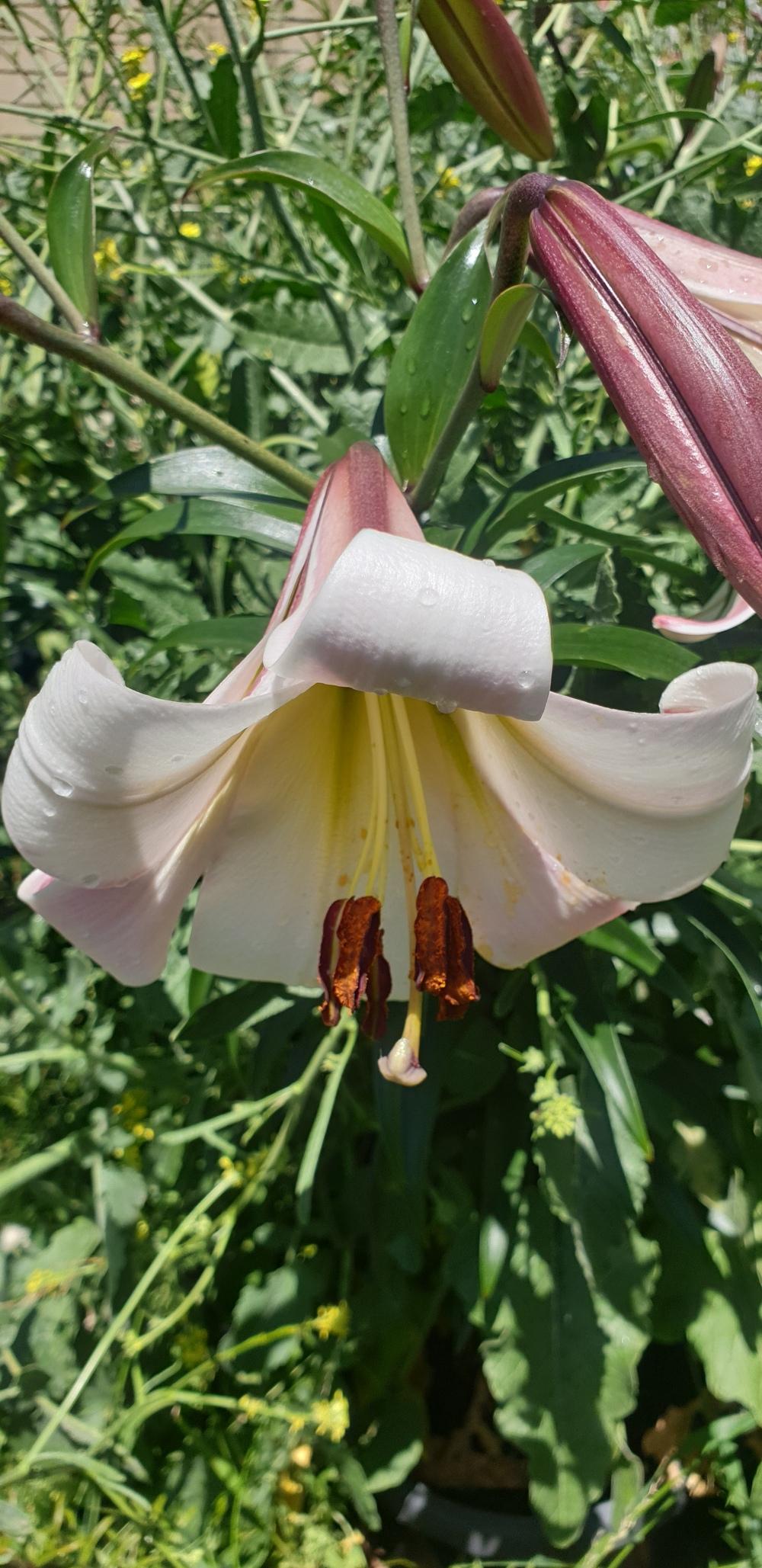 Photo of Lily (Lilium 'Eastern Moon') uploaded by gwhizz