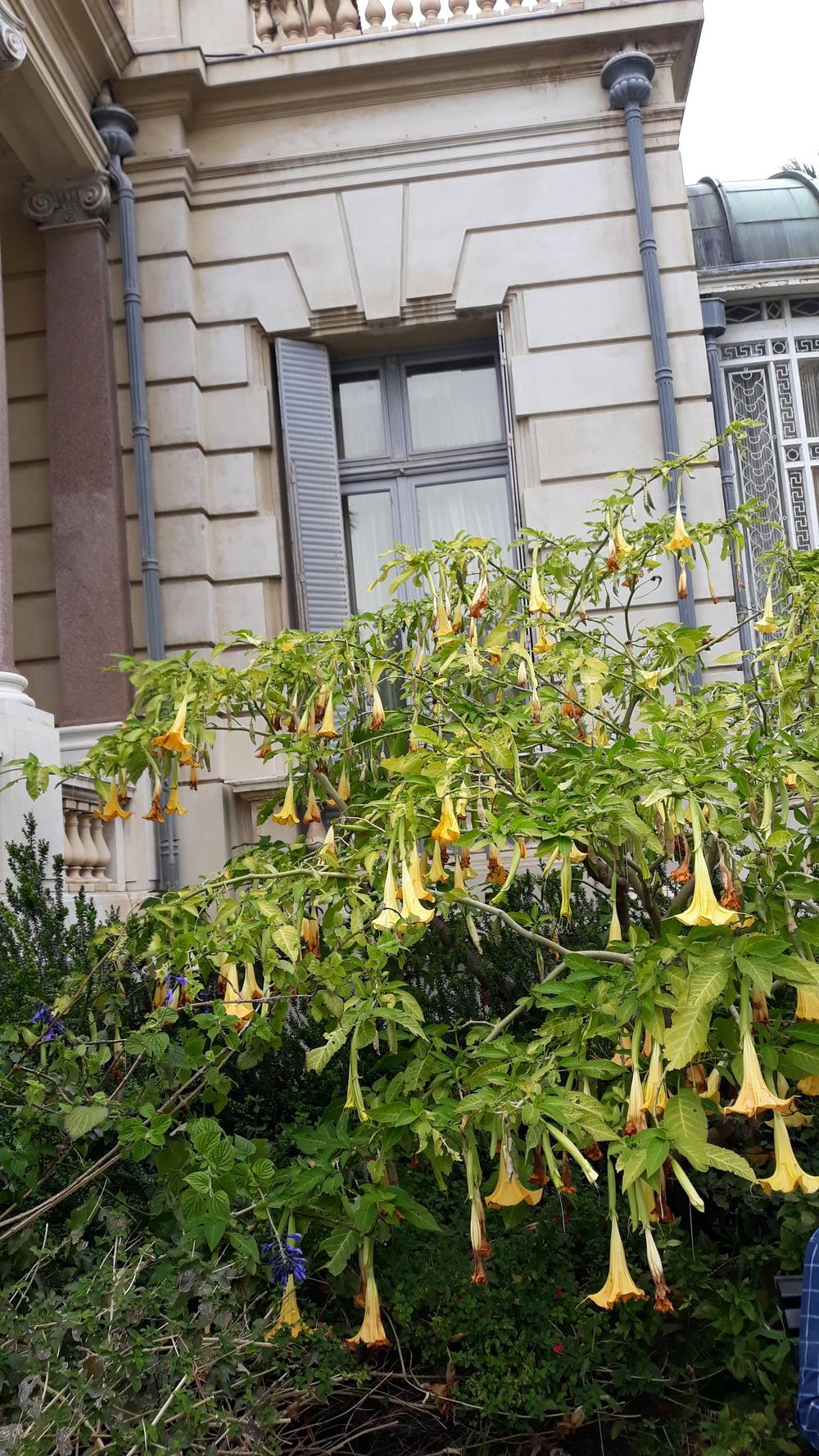 Photo of Angel's Trumpets (Brugmansia) uploaded by skopjecollection