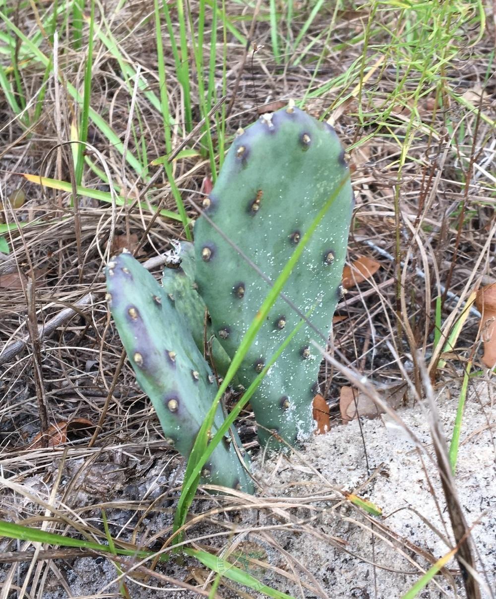 Photo of Eastern Prickly Pear (Opuntia humifusa) uploaded by BlueOddish