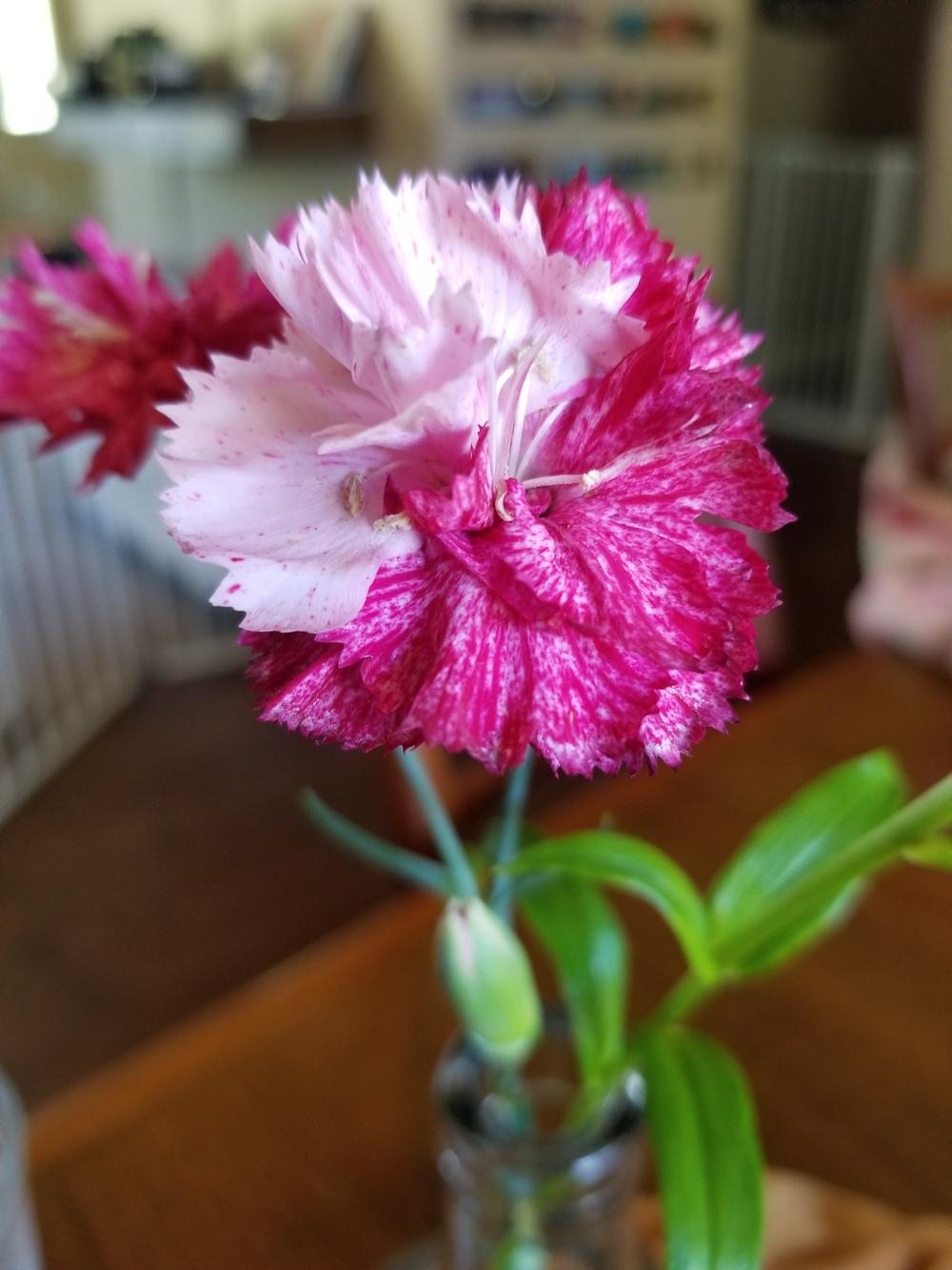 Photo of Dianthus uploaded by Joa922010