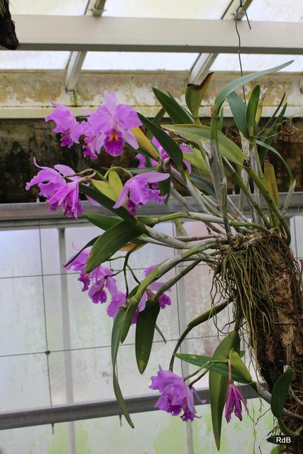 Photo of Orchid (Cattleya) uploaded by RuuddeBlock