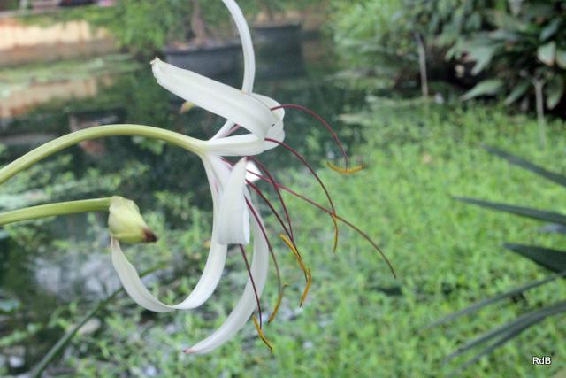 Photo of Swamp Lily (Crinum erubescens) uploaded by RuuddeBlock