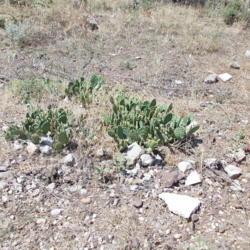 
Date: 2013-06-25
Feral plant