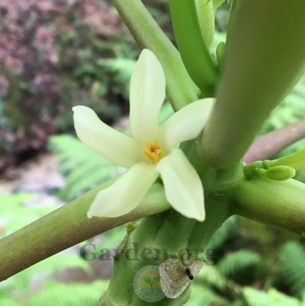 Photo of Papaya (Carica papaya) uploaded by BlueOddish