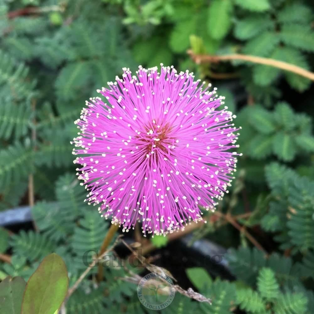 Photo of Powderpuff (Mimosa strigillosa) uploaded by BlueOddish