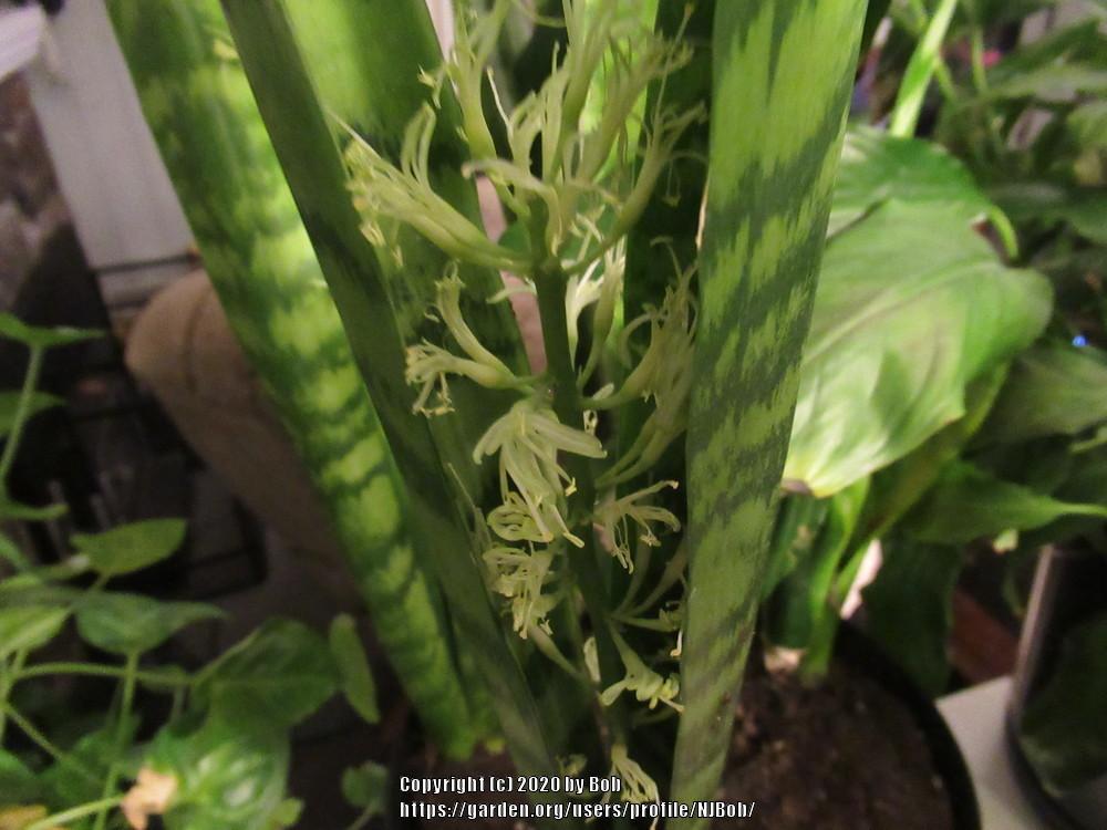 Photo of Snake Plant (Dracaena trifasciata) uploaded by NJBob
