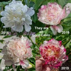 Location: Peony Garden at Nichols Arboretum, Ann Arbor, Michigan
Date: June 2016, 2017, 2019
Lord Cavin peony variation in coloration  The same plant photogra