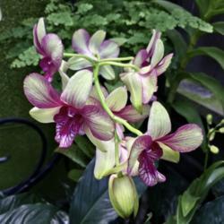 Location: Longwood Gardens, Kennett Square, Pennsylvania
Date: 2019-12-31
Unnamed Dendrobium Hybrid