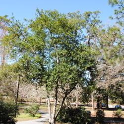 Location: Wilmington, North Carolina
Date: 2017-02-13
tree in park