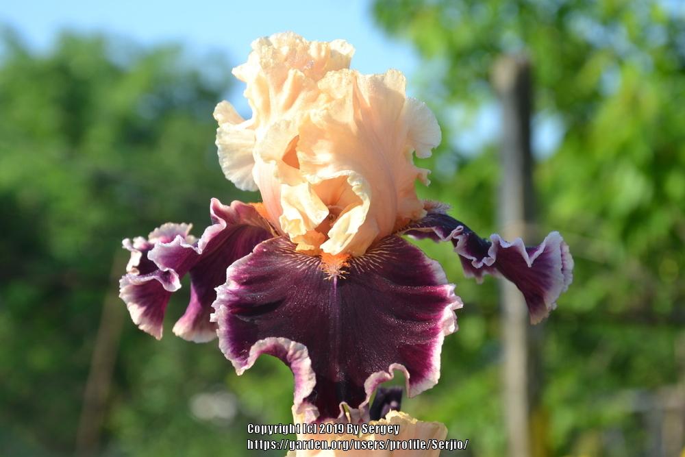 Photo of Tall Bearded Iris (Iris 'Dazzle') uploaded by Serjio