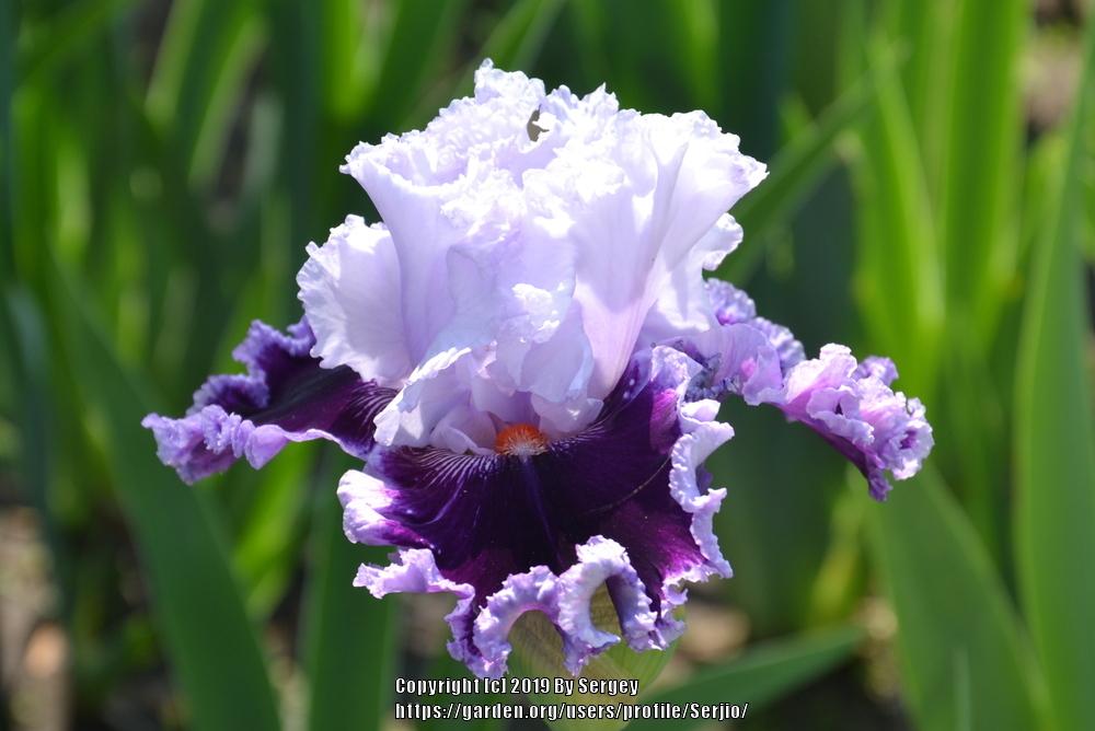 Photo of Tall Bearded Iris (Iris 'Daring Deception') uploaded by Serjio
