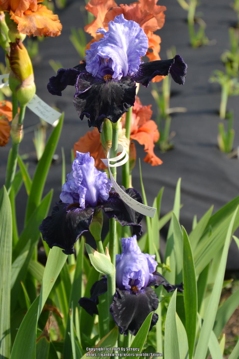 Photo of Tall Bearded Iris (Iris 'Dangerous Mood') uploaded by Serjio