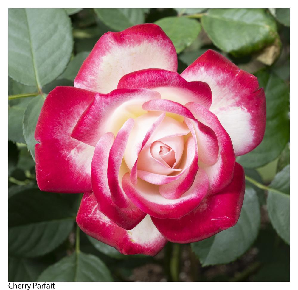 Photo of Rose (Rosa 'Cherry Parfait') uploaded by kohala
