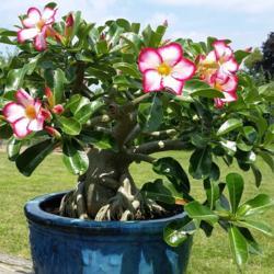 
Date: 2017-08-21
This is T G Corley's adenium from the Philadelphia Flower Show du