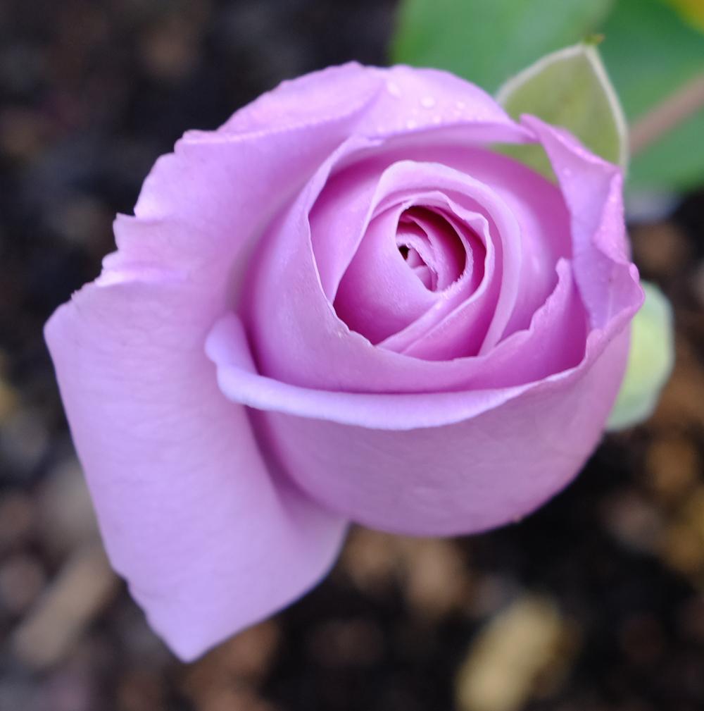 Photo of Rose (Rosa 'Sterling Silver') uploaded by AnnKNCalif