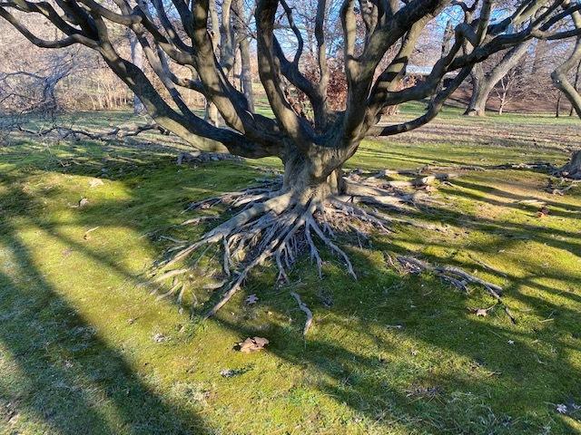 Photo of Japanese Maple (Acer palmatum) uploaded by SL_gardener
