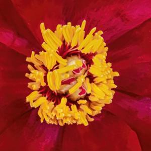 Bravura peony  Bright yellow anthers sit atop red filaments and r