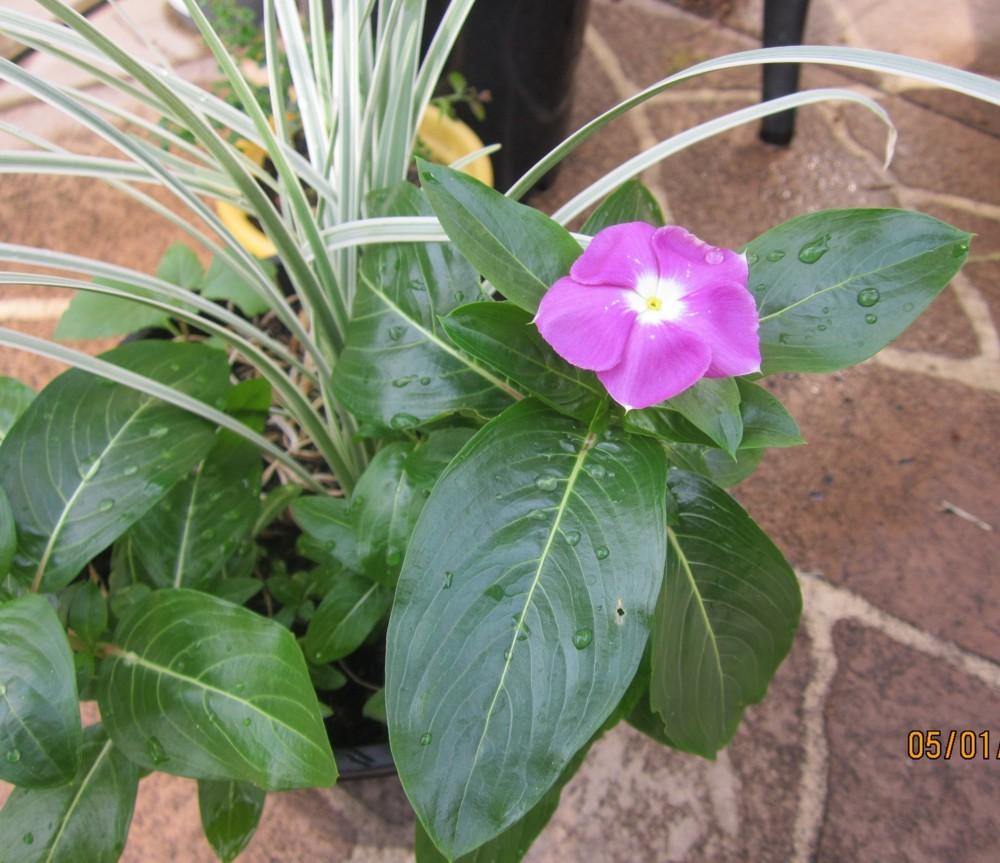 Photo of Vinca (Catharanthus roseus) uploaded by yowie