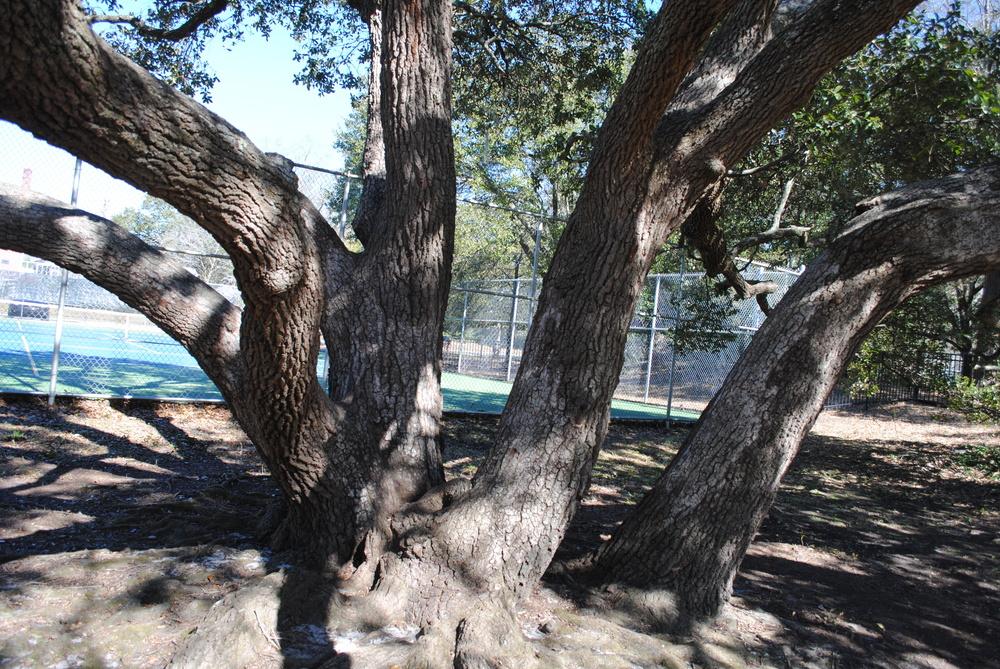 Photo of Live Oak (Quercus virginiana) uploaded by ILPARW