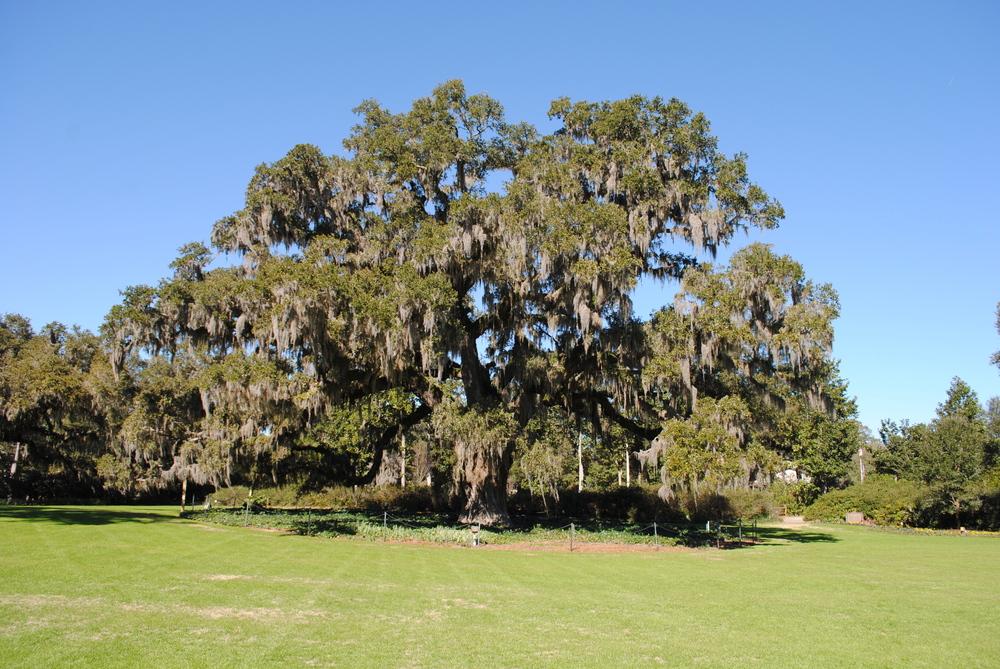 Photo of Live Oak (Quercus virginiana) uploaded by ILPARW