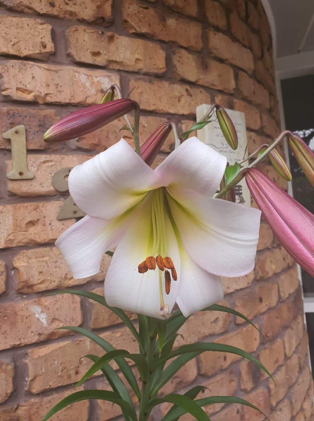 Photo of Lily (Lilium 'Eastern Moon') uploaded by gwhizz